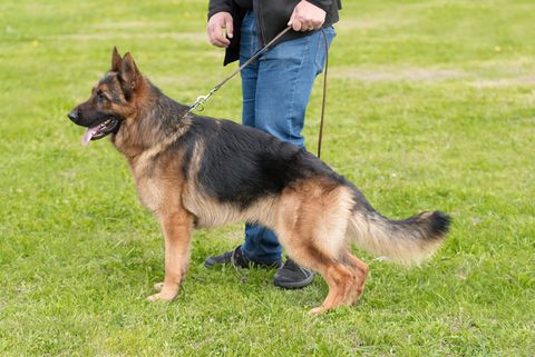 Stafford Pet Training — Woman Teaching The Dog in Stafford, VA