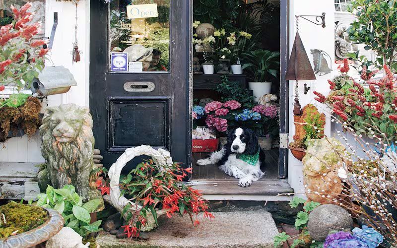 A black and white dog rests on the threshold of a flower shop entryway surrounded by potted plants and stone statues.