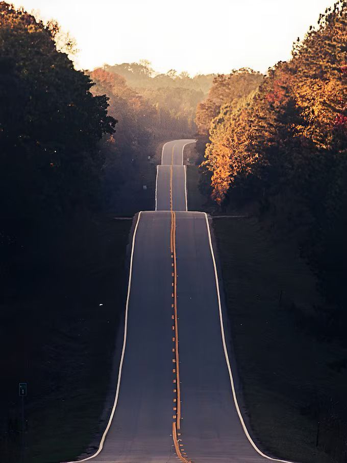 A long, winding asphalt road stretches into the distance through a forest with warm, golden-hour sunlight.