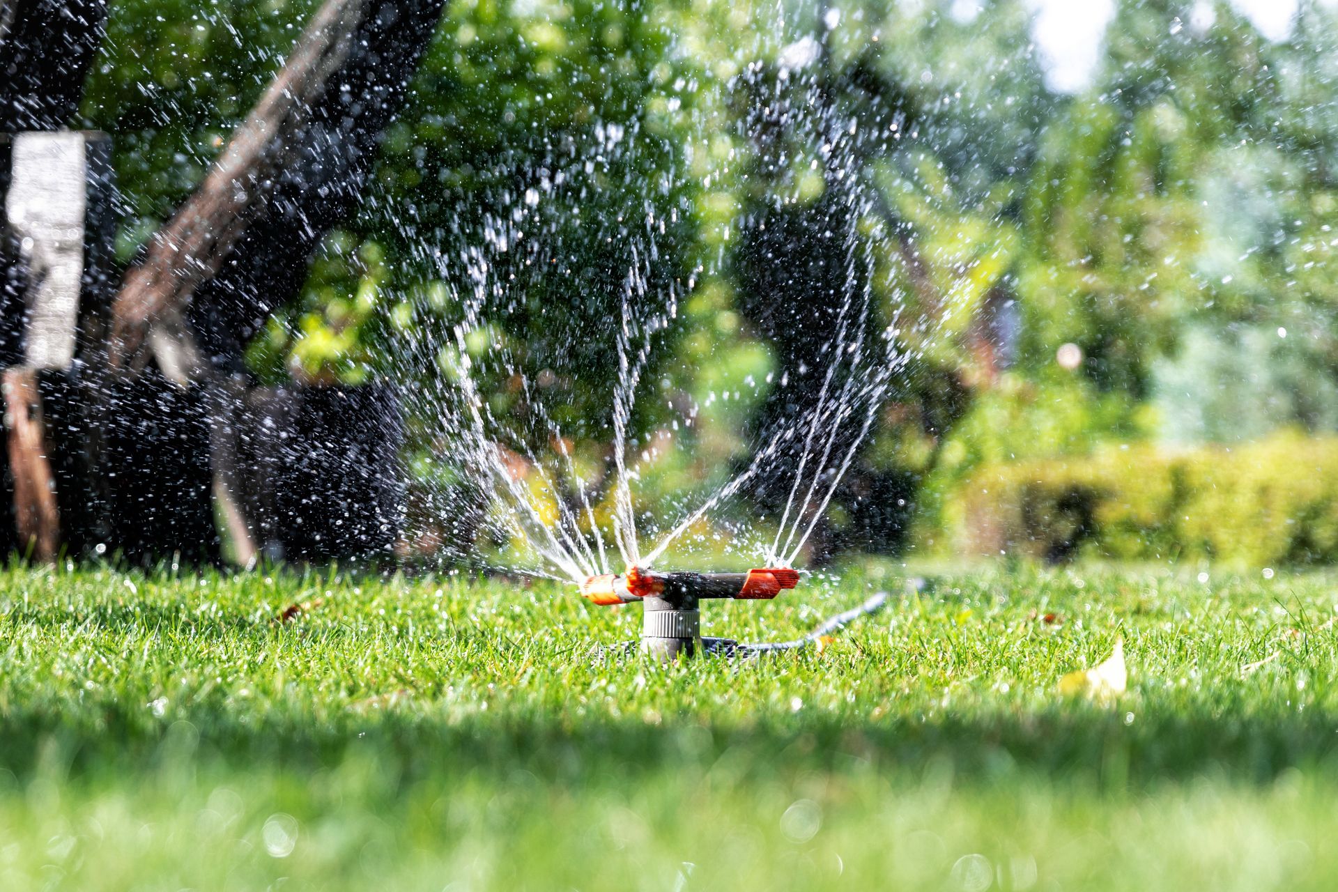 A sprinkler sprays water on a green lawn in a sunny yard. A tree and bushes are in the blurred background.