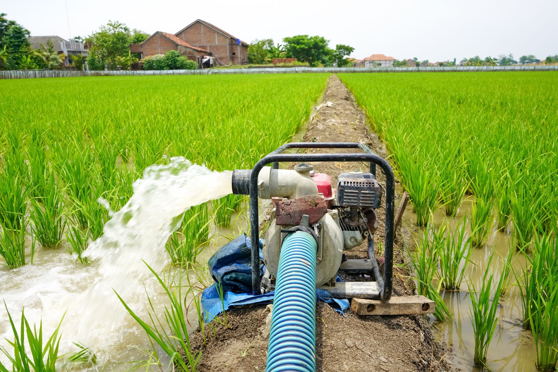 Water pump irrigating a rice field with green plants under a clear sky, near rural buildings.