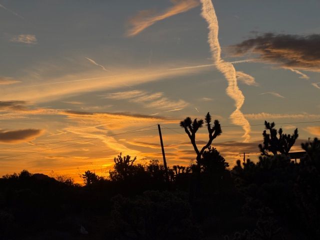 Silhouetted Joshua trees stand against a vibrant sunset sky filled with wispy clouds and long, vertical contrails.