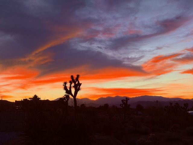 Silhouetted Joshua trees stand against a vibrant sunset sky with clouds in shades of orange, yellow, and deep purple.
