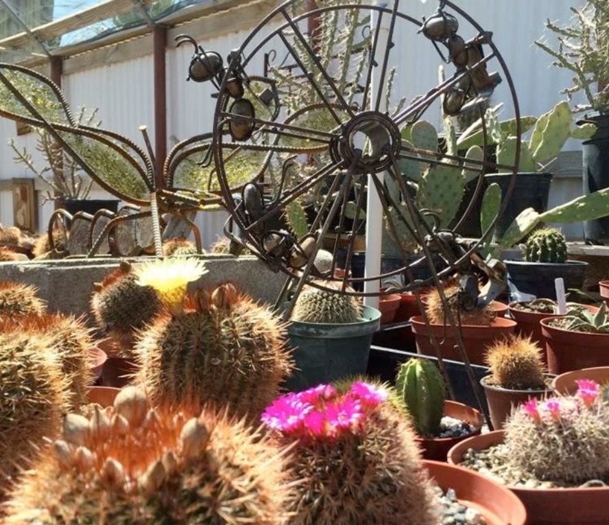A collection of potted cacti in a greenhouse, featuring vibrant yellow and pink blooms and a decorative metal wheel sculpture.