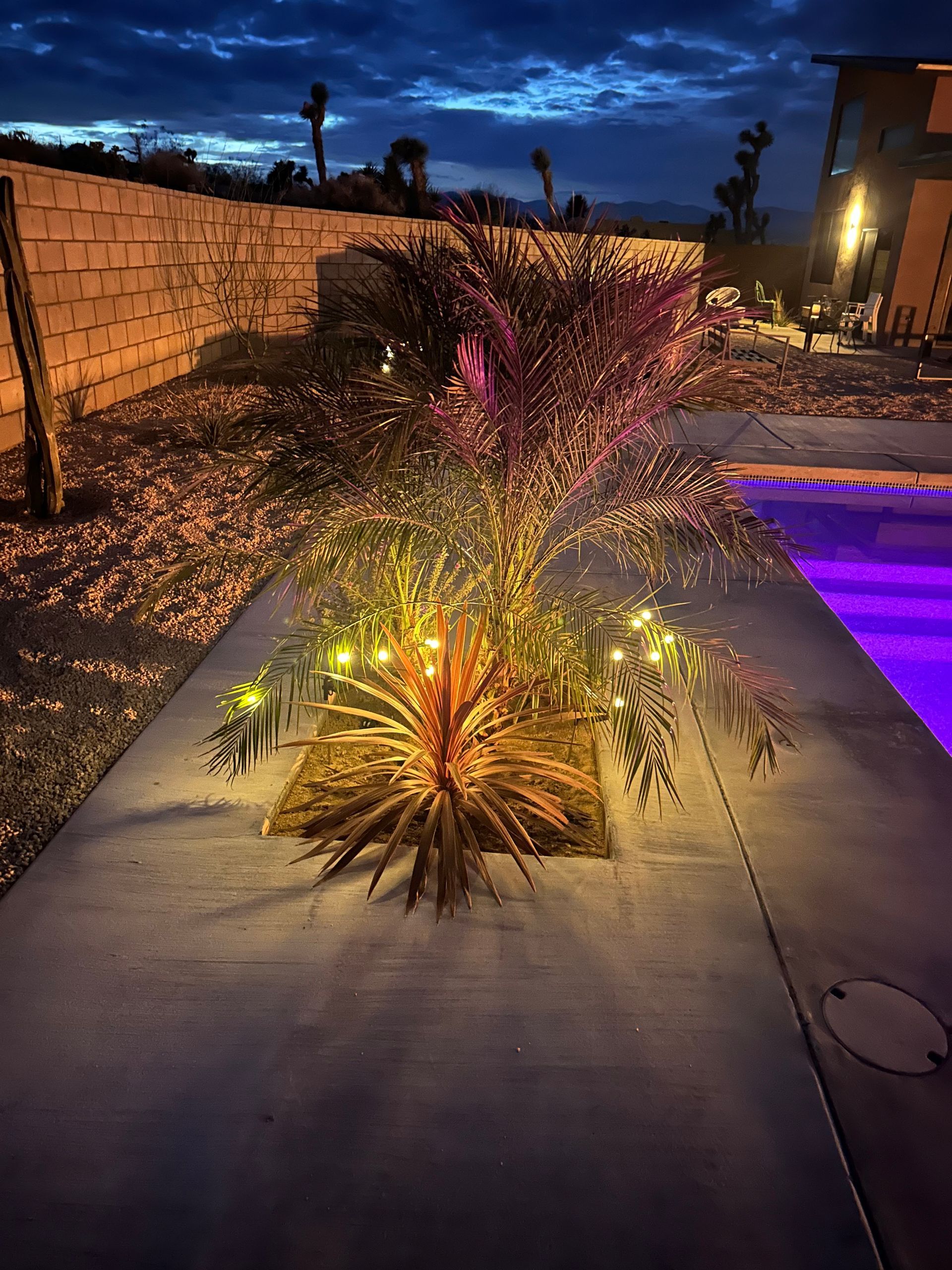 Night shot of a decorated plant with string lights next to a pool. Evening sky in background.