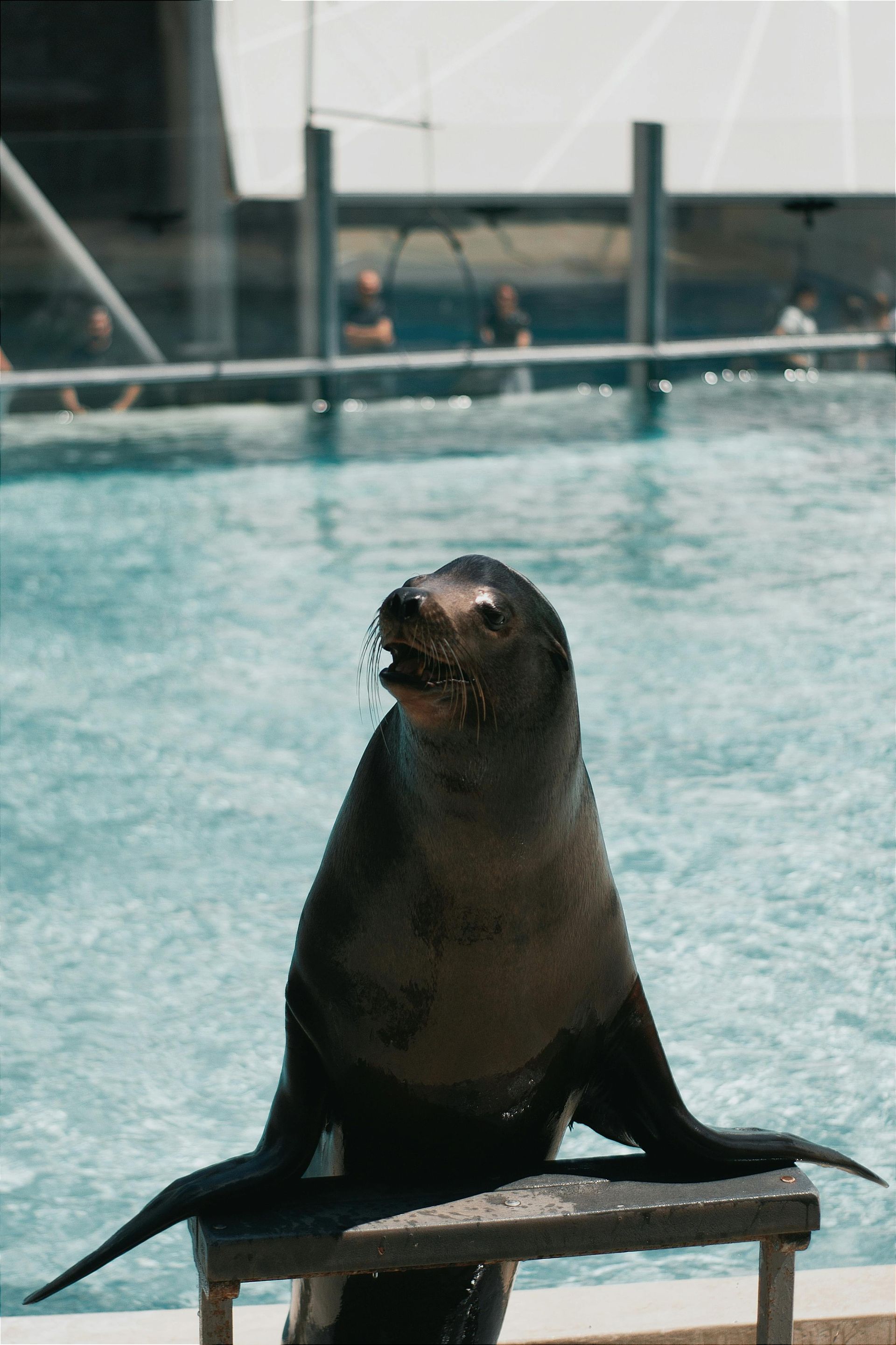 A seal is standing on a stool in front of a pool.