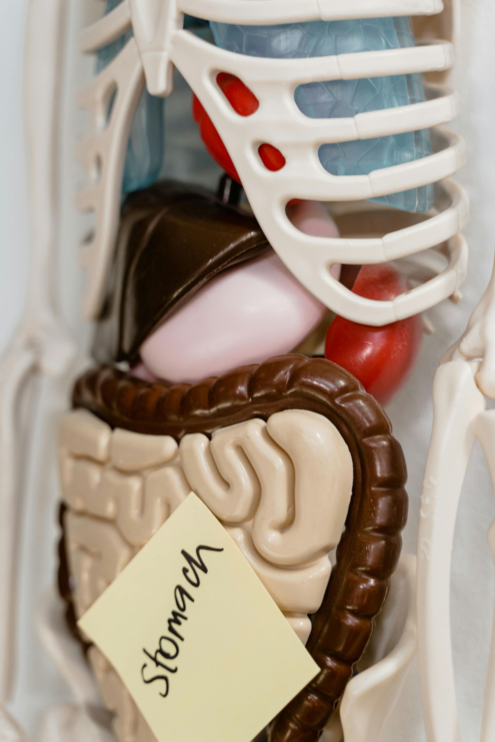 Anatomy model showing the stomach, intestines, liver, kidneys, and rib cage.