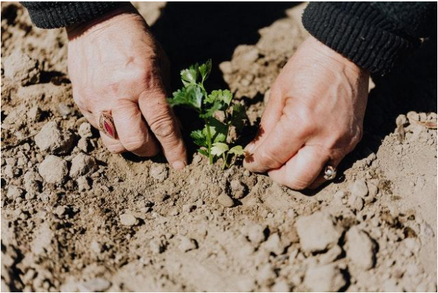 Planting tree