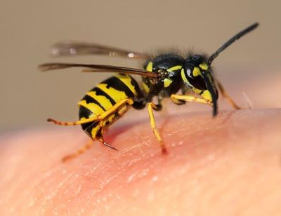 Pest Control Service — Wasps in Los Angeles, CA