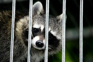Animal Trapping — Raccoon in Los Angeles, CA