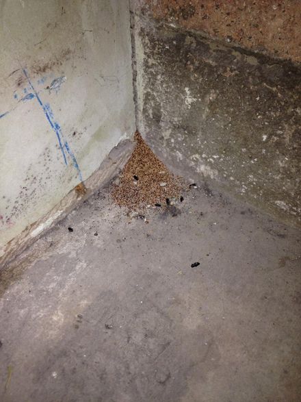 Termites — Termites in Los Angeles, CA