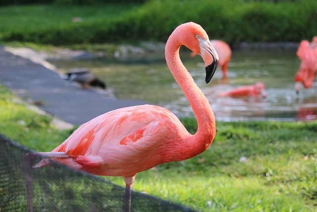 Flamingo Suriname