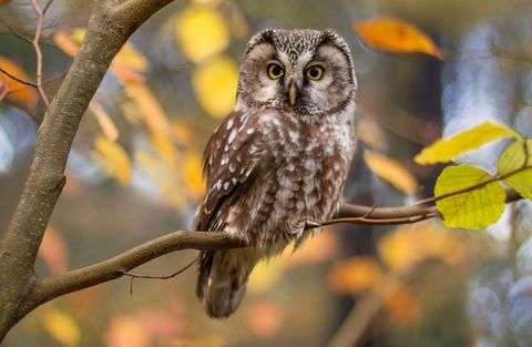 Boreal Owl in Autumn Leaves — Greensboro, N.C — Merlin Centre For Hypnosis & Enlightenment