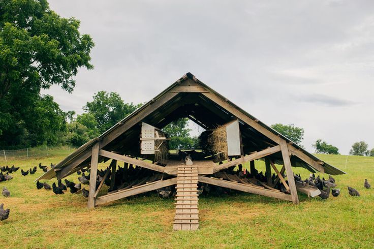 A-frame chicken coop in a grassy field, surrounded by dark chickens. Pasture raised chickens