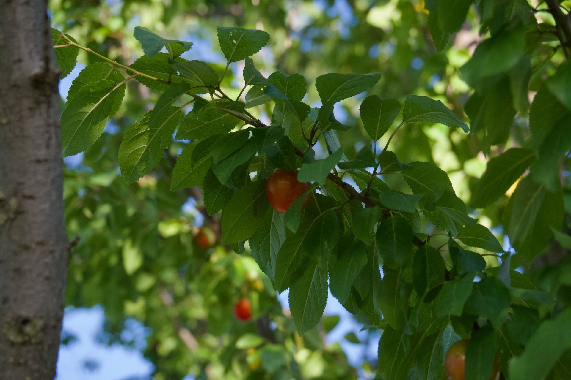 Branch with green leaves and a few small, orange fruits against a blue sky.