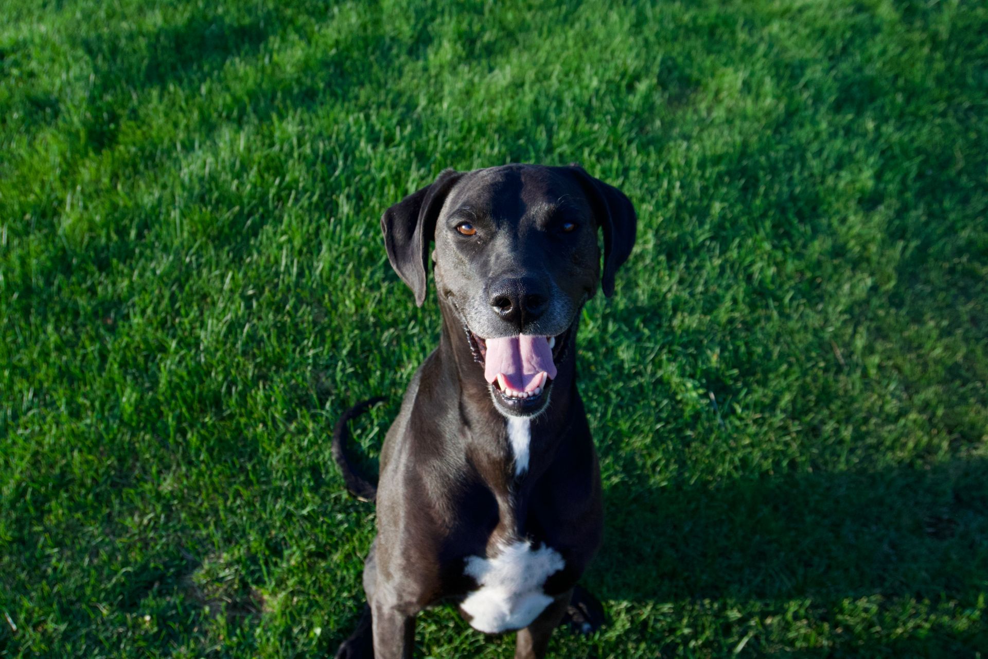 Black dog with white chest panting on green grass.