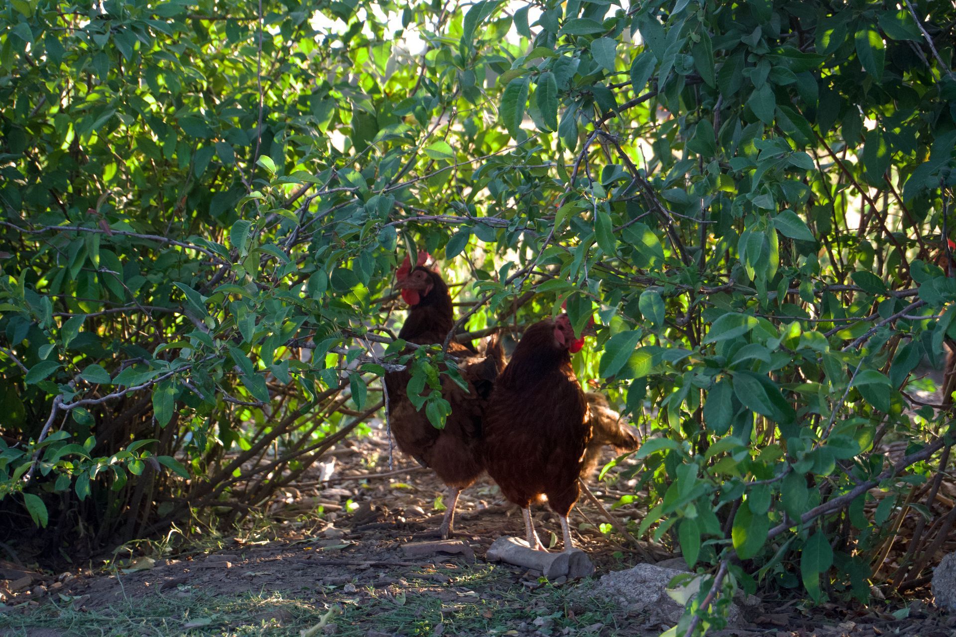 Two brown chickens stand near a bush with green leaves, illuminated by sunlight.