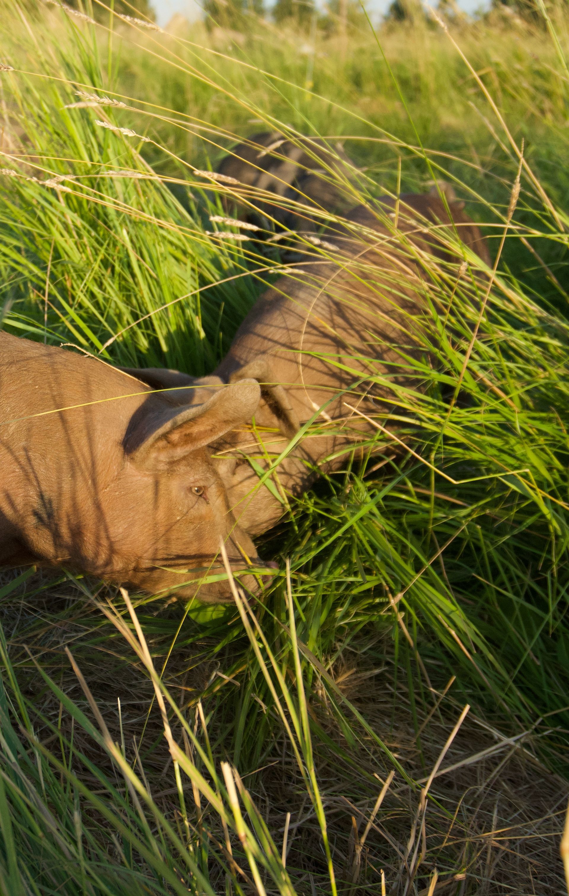 Brown animal, possibly a cow, lying in tall green grass in sunlight.