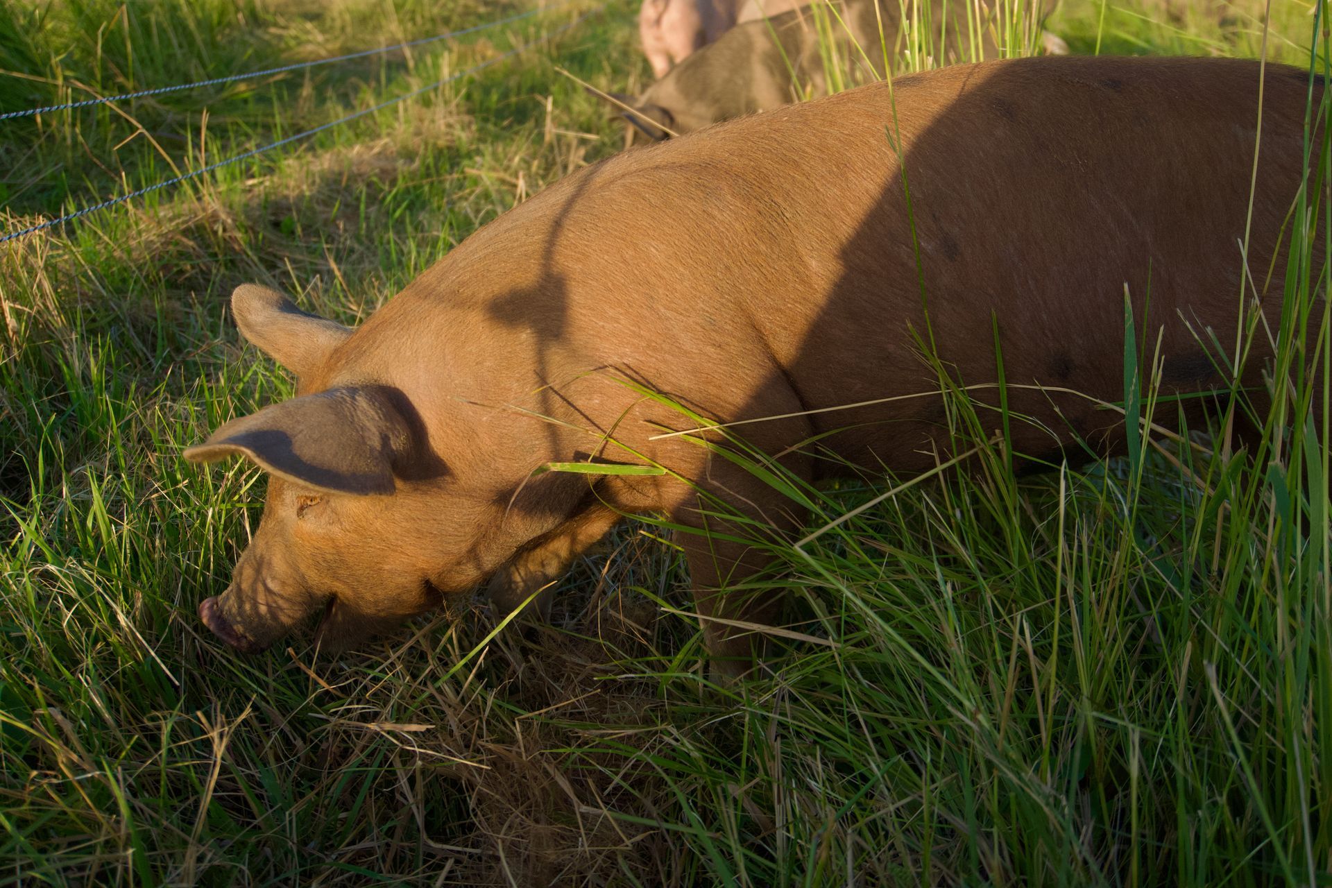 A brown pig grazing in tall green grass, bathed in sunlight.