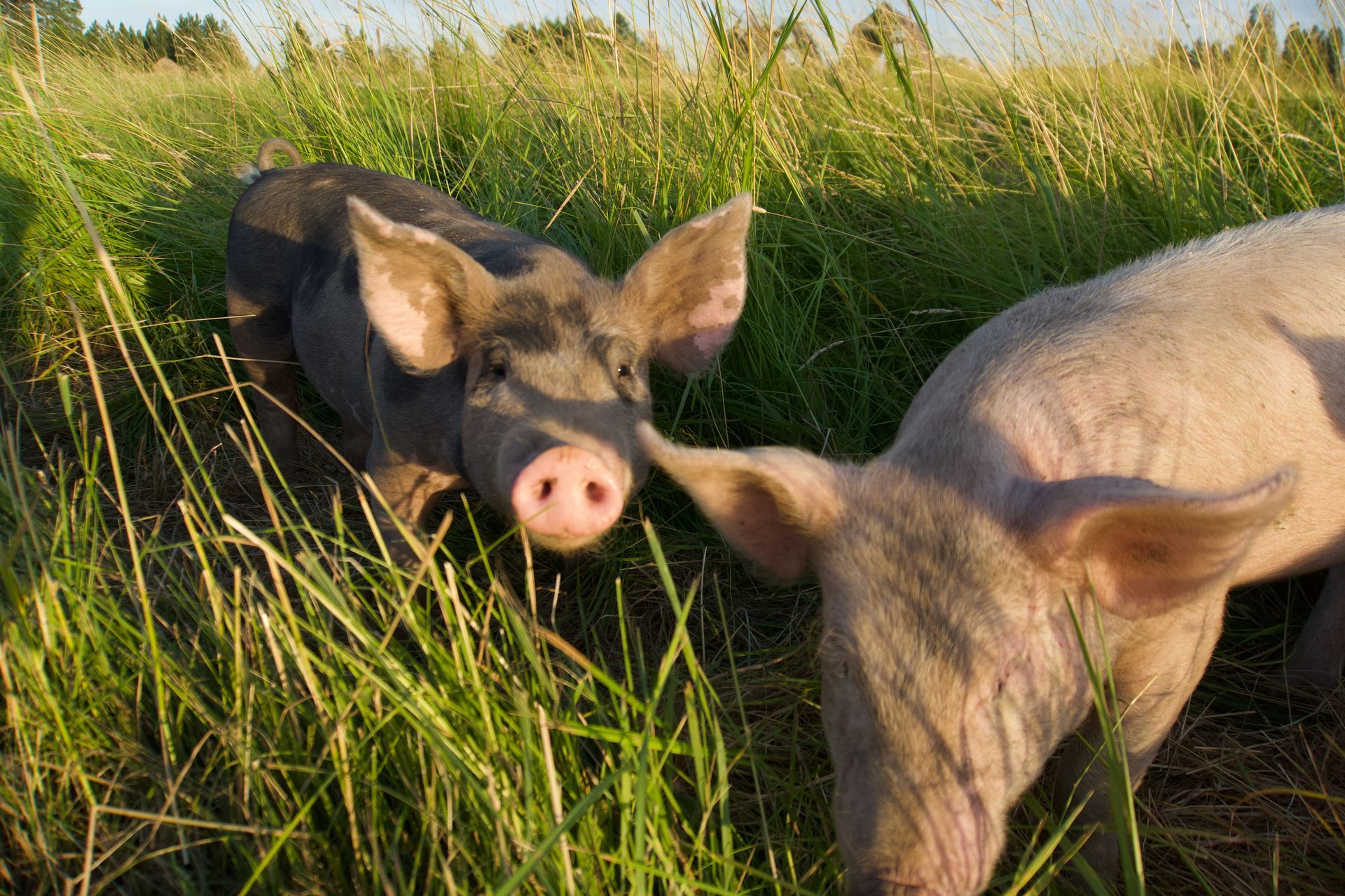 Two pigs grazing in tall green grass, one gray, one pink, outdoors.