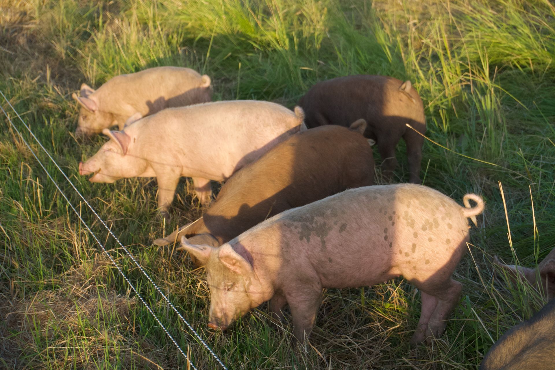 Pigs grazing in grassy field, some pink and some brown, near a fence.