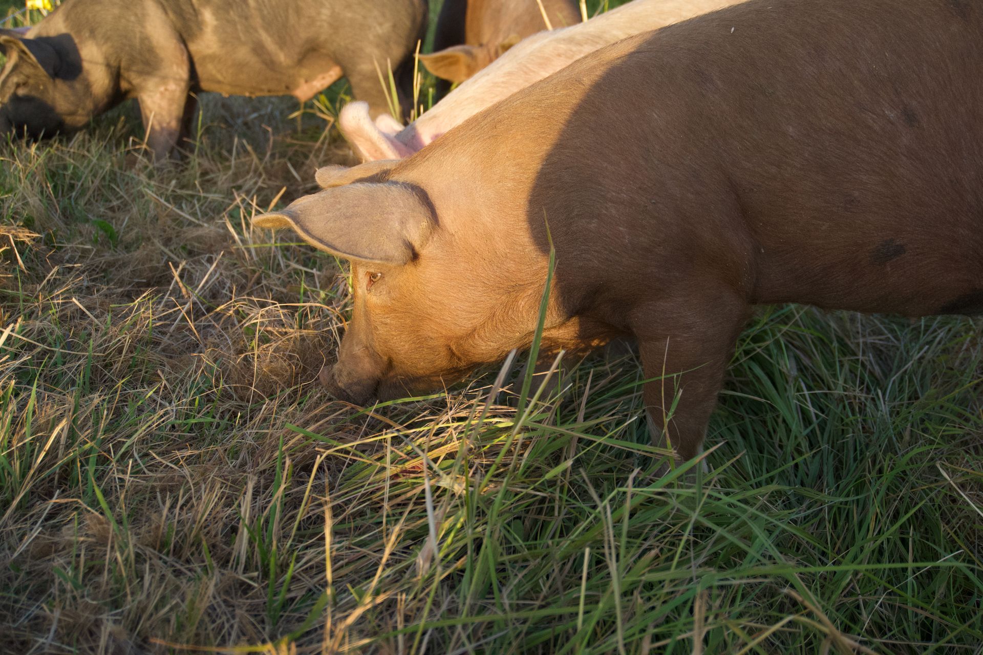 Pigs with brown and black hides grazing in a grassy field.