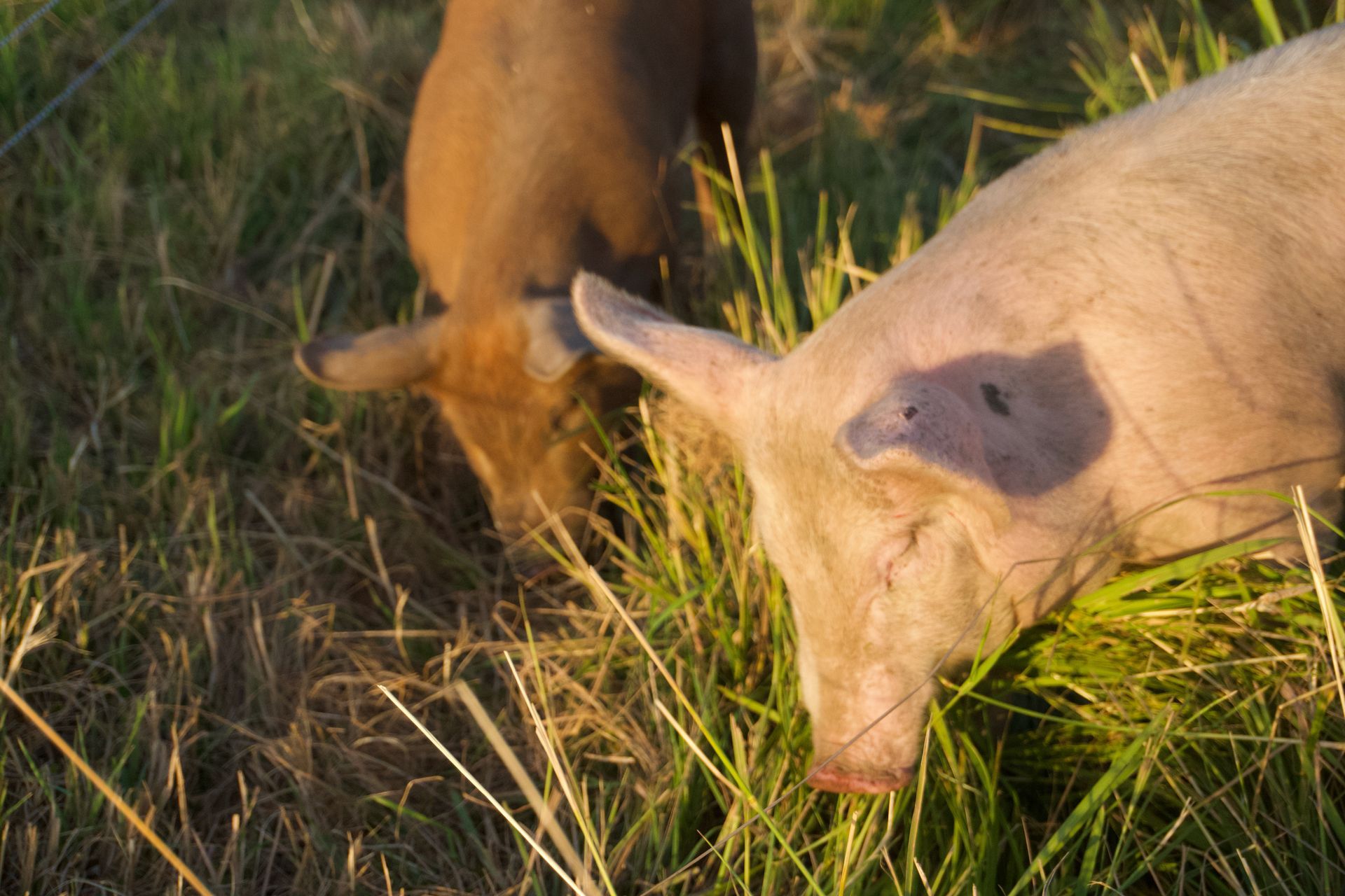 Two pigs grazing in tall grass; one tan, one light pink.