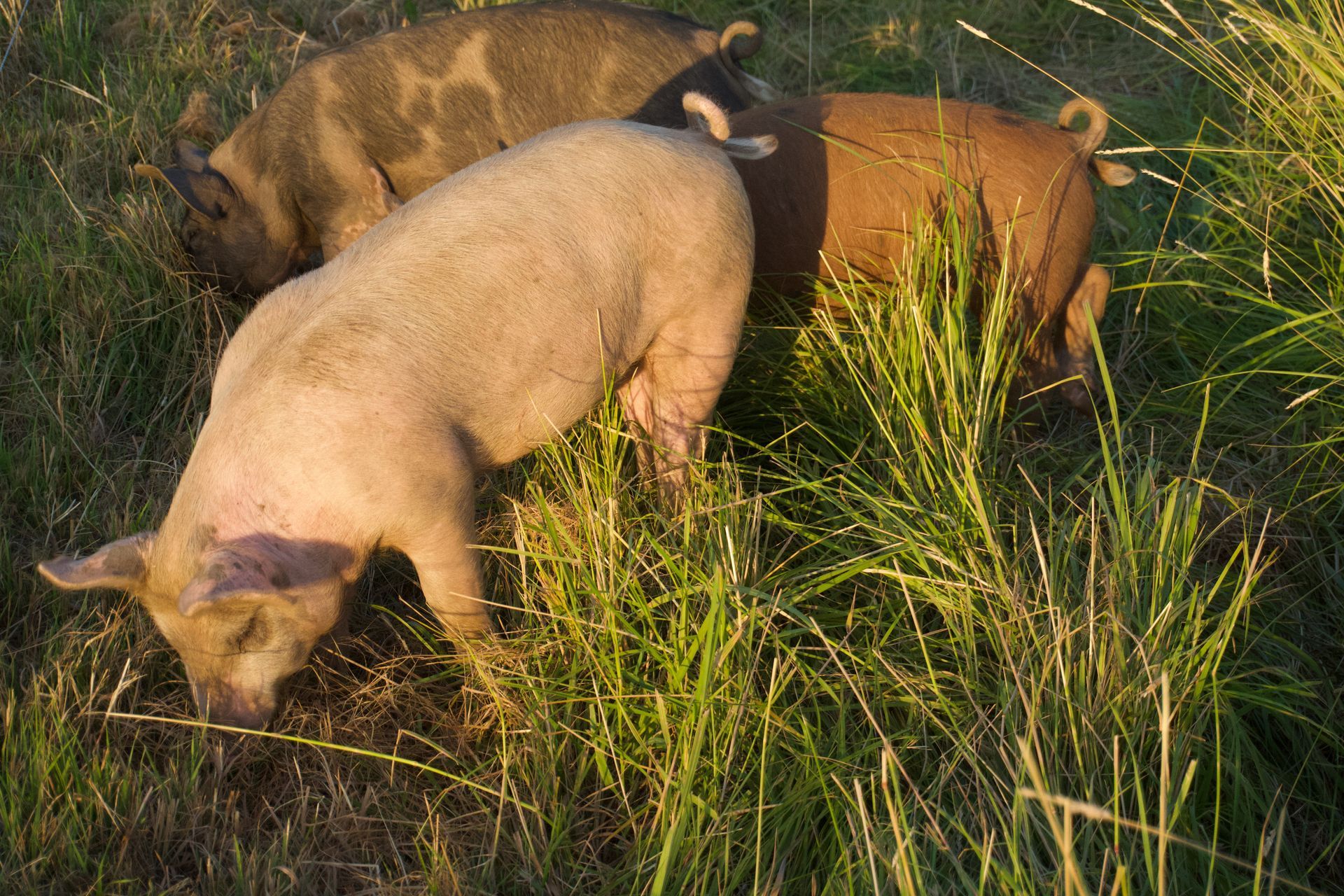 Three pigs grazing in tall green grass. One is tan, one brown, and one gray with spots.