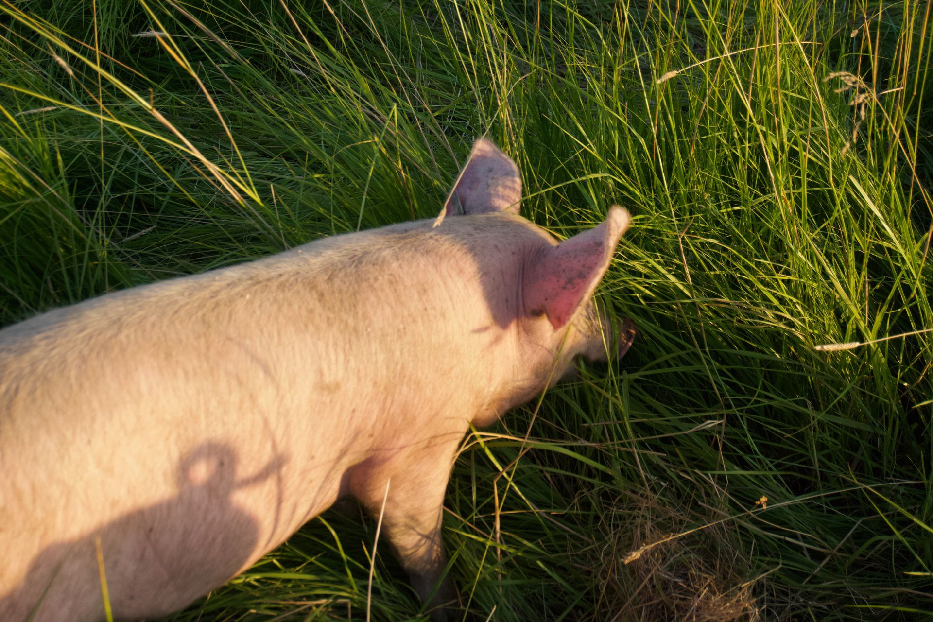 Pink pig grazing in tall green grass, lit by sunlight.