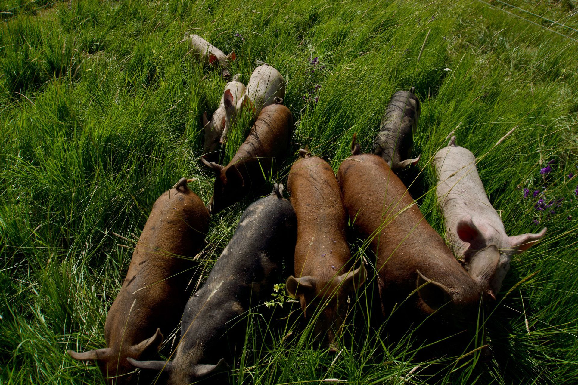 Pigs grazing in tall green grass; various shades of brown, black, and white.