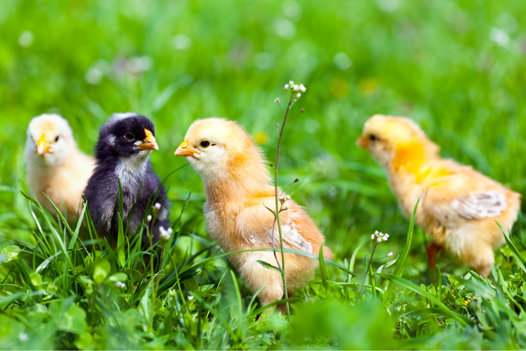 Four fluffy chicks in various shades of yellow and black amongst green grass.