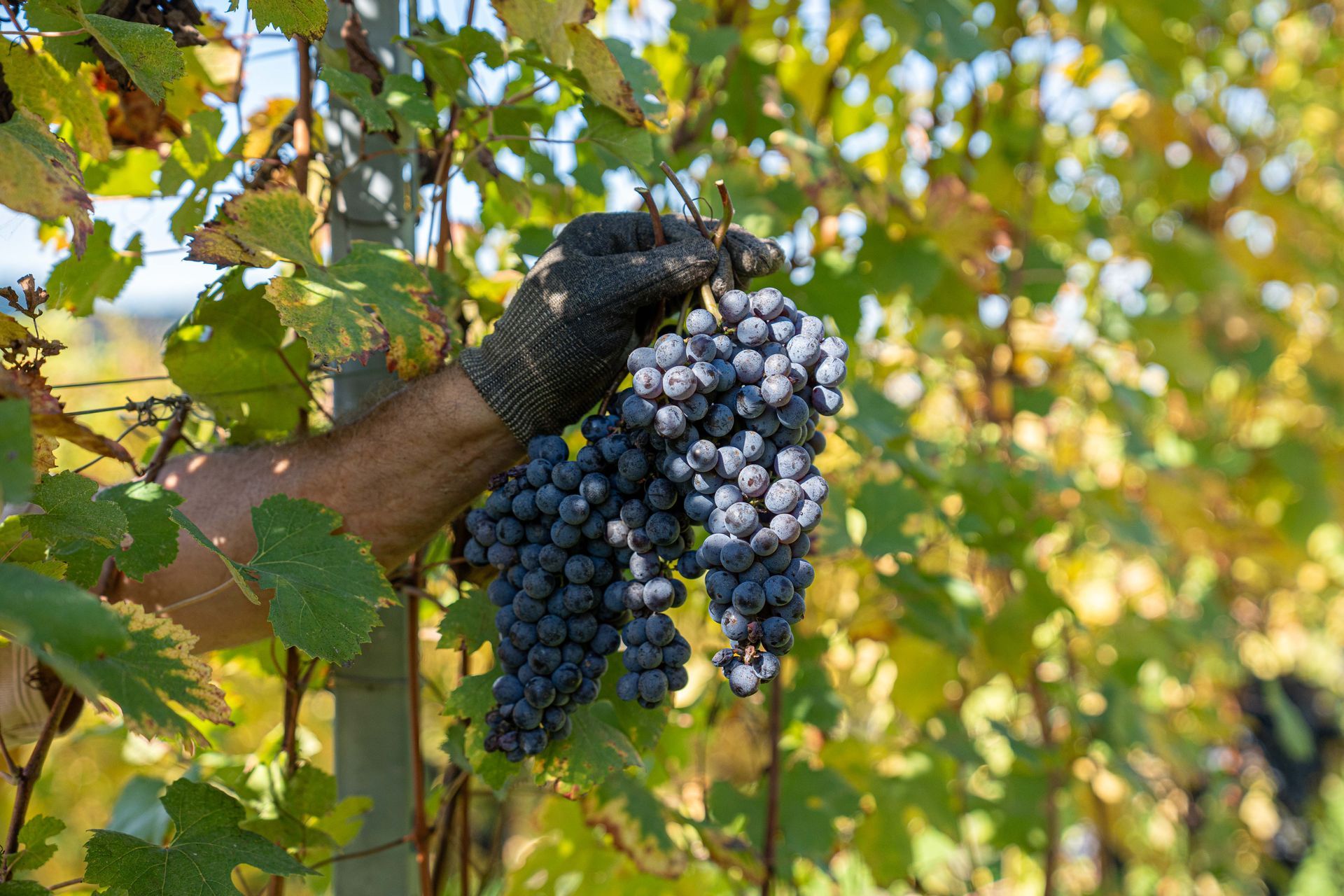 La Barbera Podere Gagliassi
