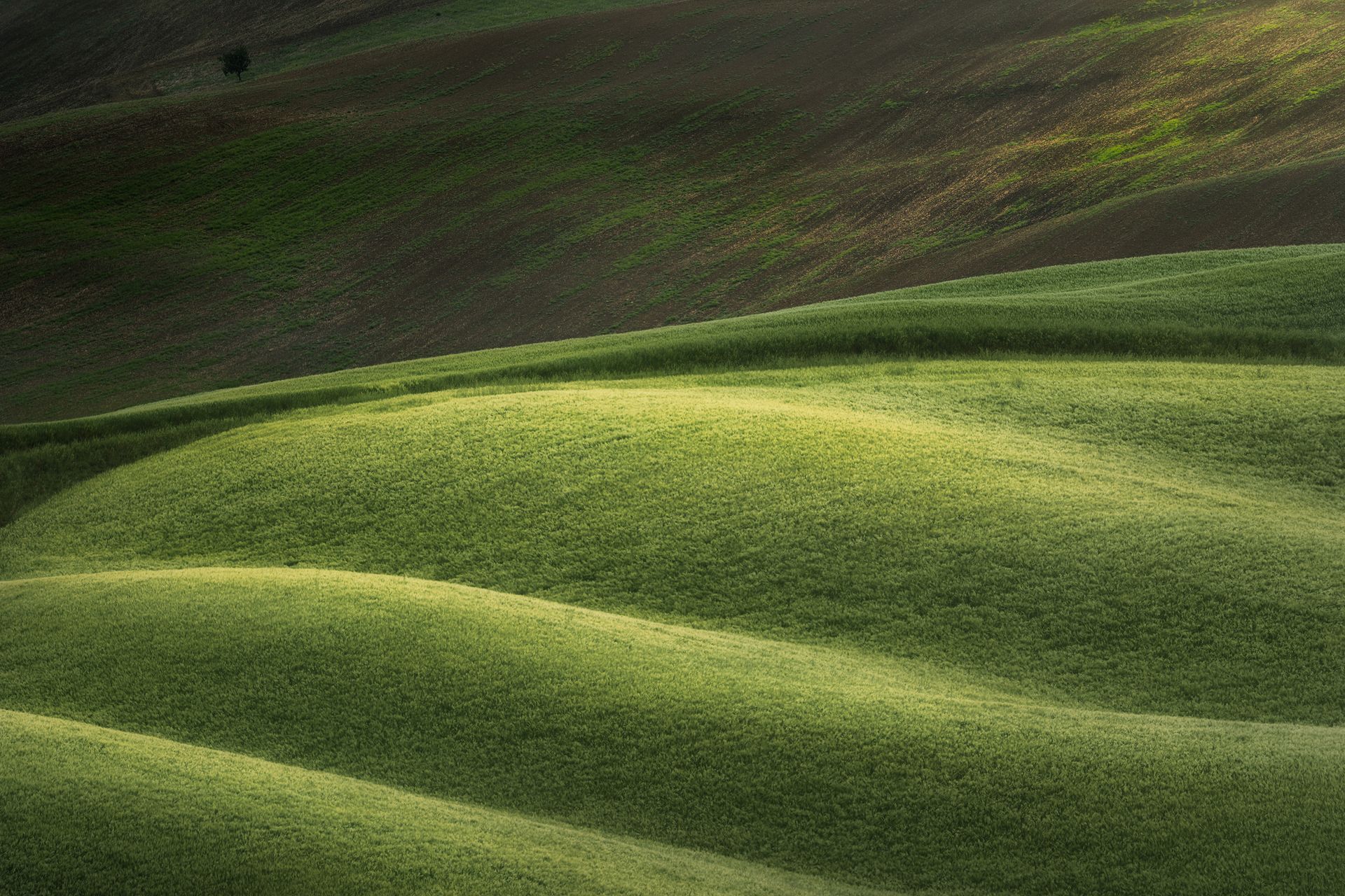 Dolci colline verdi immerse nella luce del sole, che creano un paesaggio variegato.