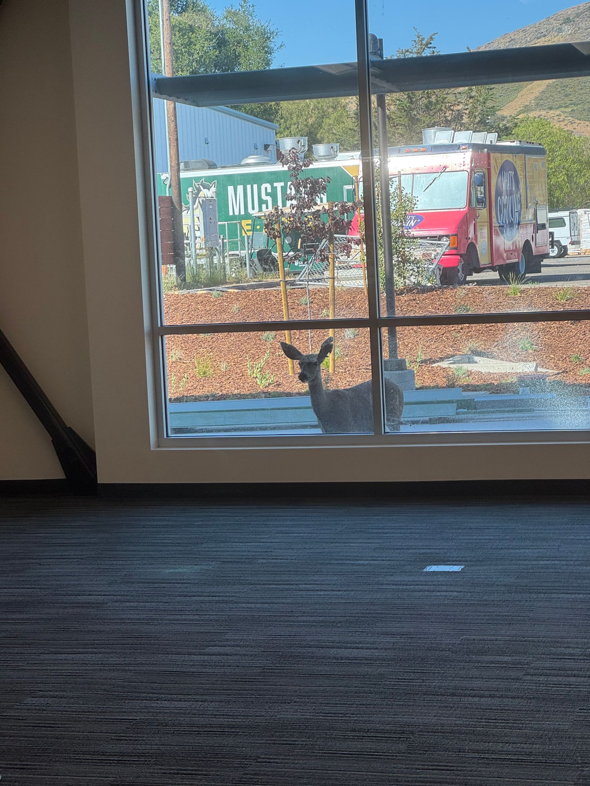 Deer looks through a window at a food truck, with a backdrop of a mountain and blue sky.