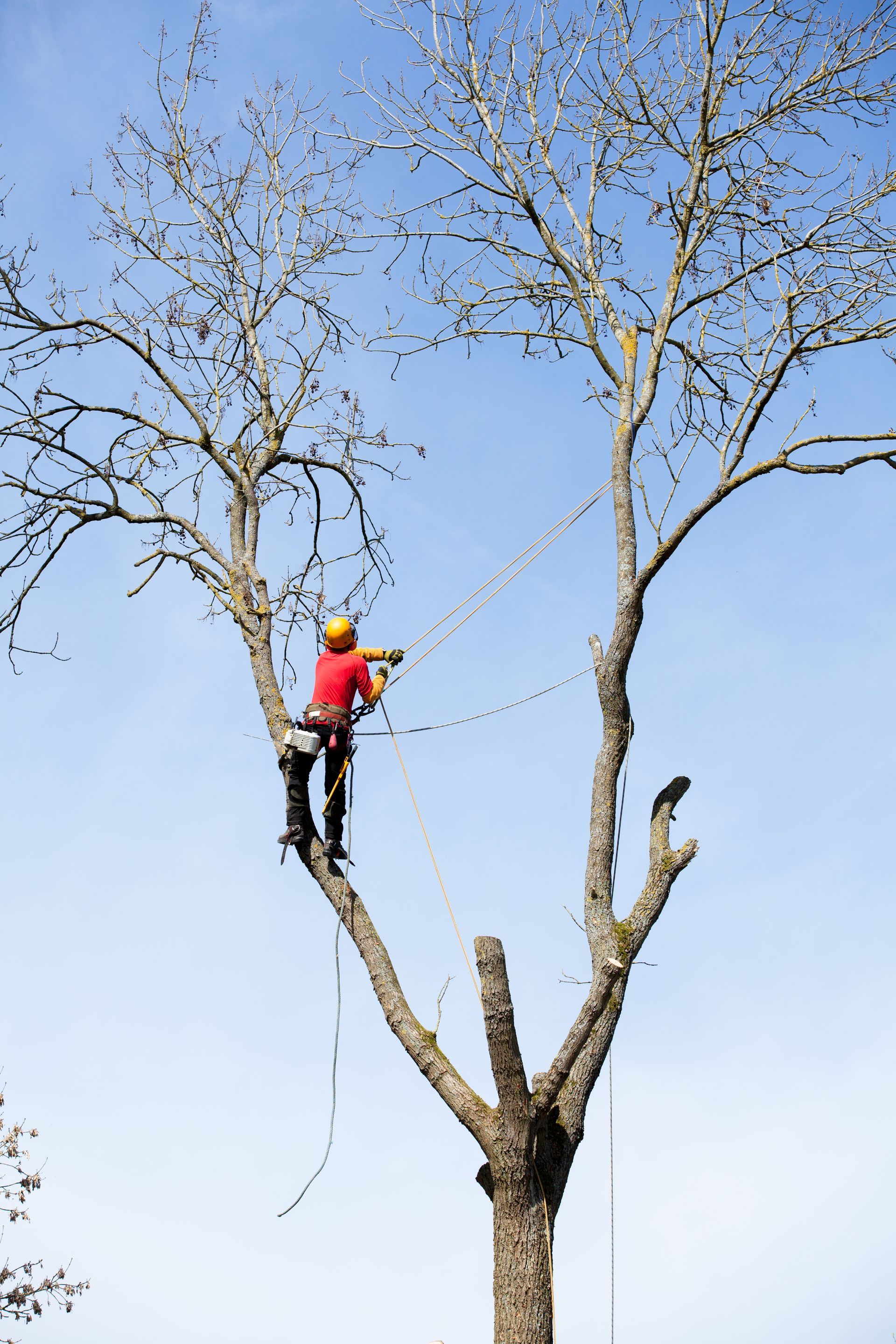 arborist in the tree cutting