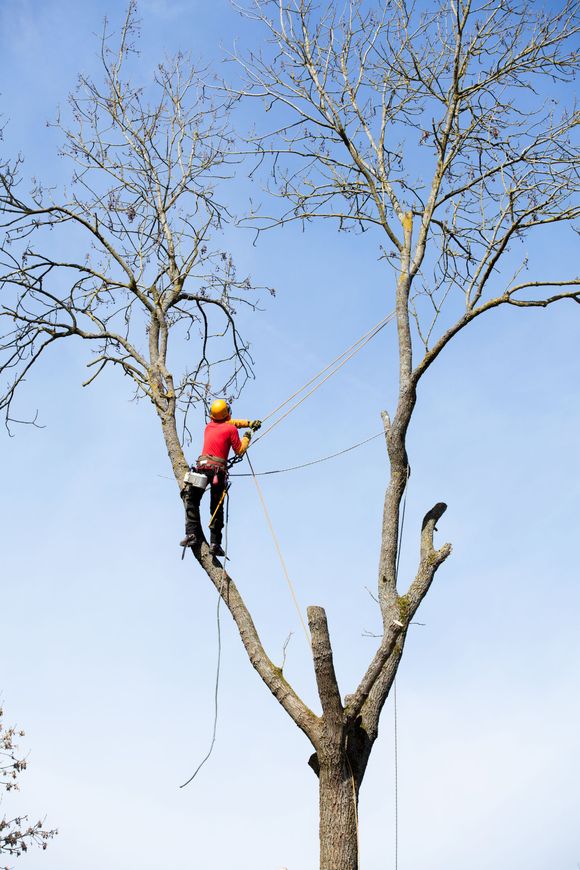 arborist cutting a tree