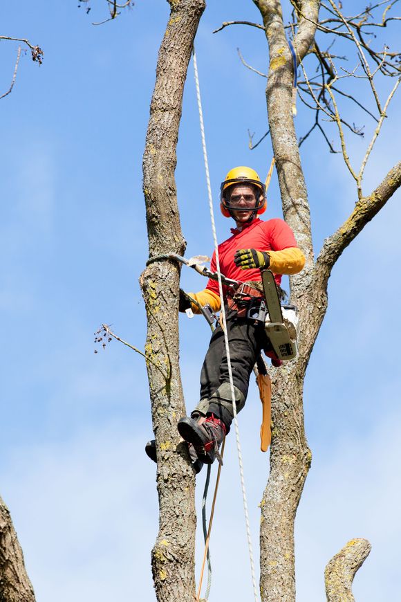 arborist in a tree