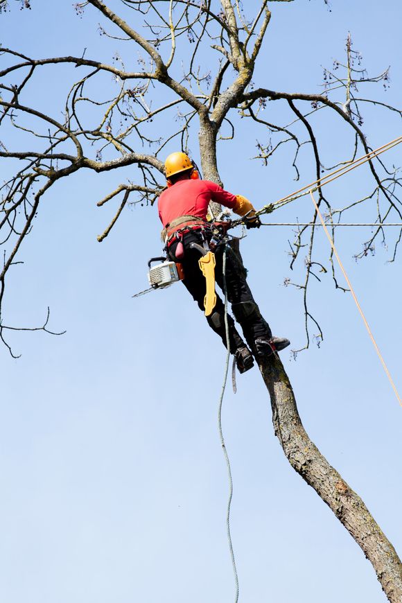 arborist climbing tree