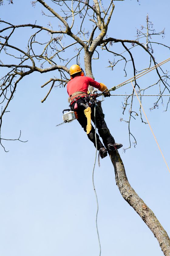 arborist cutting top limns