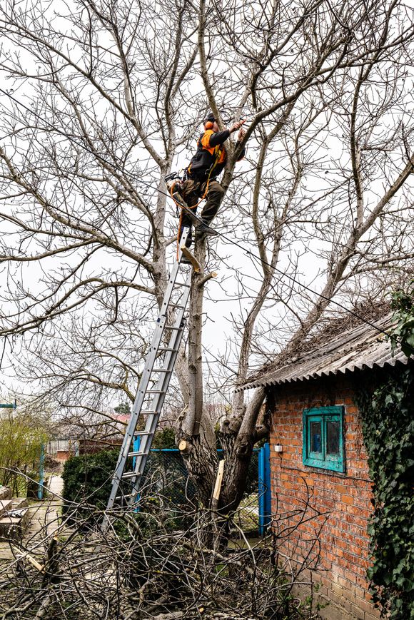 arborist cutting a tree over a house