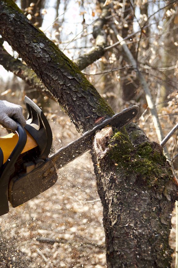 cutting a tree with chainsaw