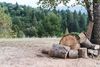 logs from a tree cut down