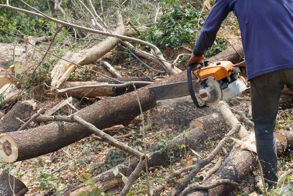 man cutting tree limbs us