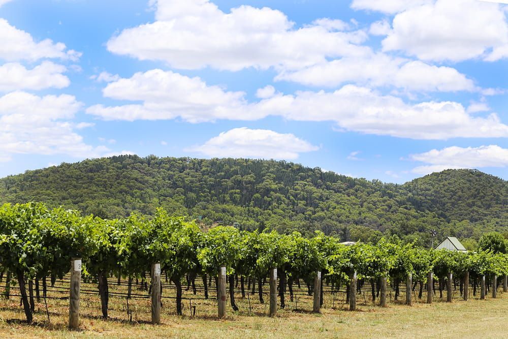 Vineyards — Water Resources Drilling In Mudgee, NSW