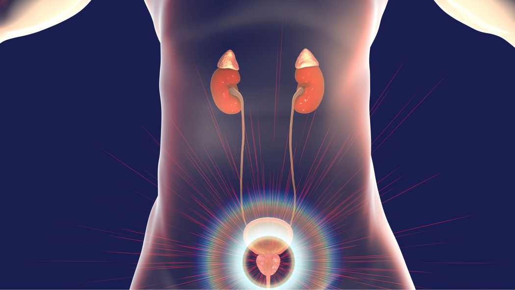 A computer generated image of a person 's kidneys and urinary system.