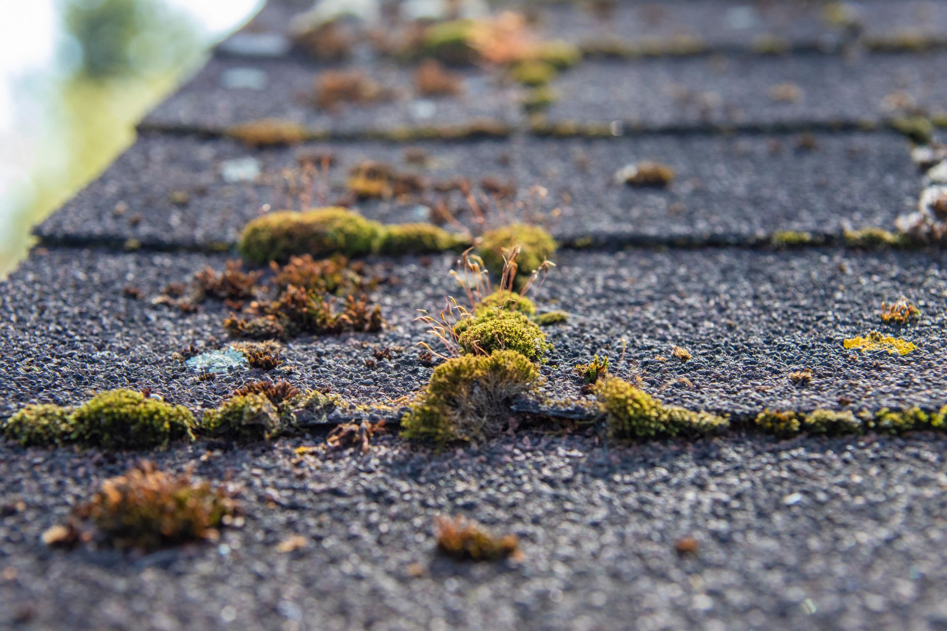 algae growth on roofs in seattle