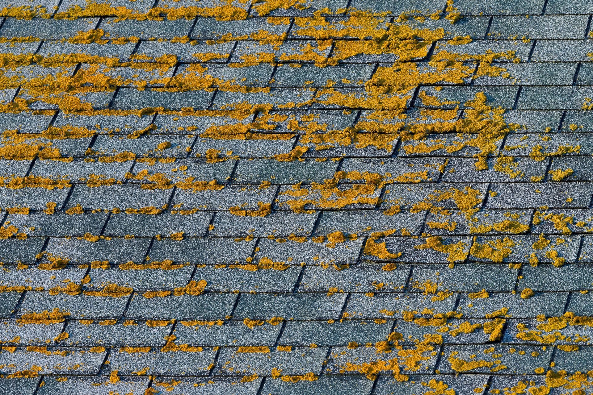Moss and Algae on Seattle Roof