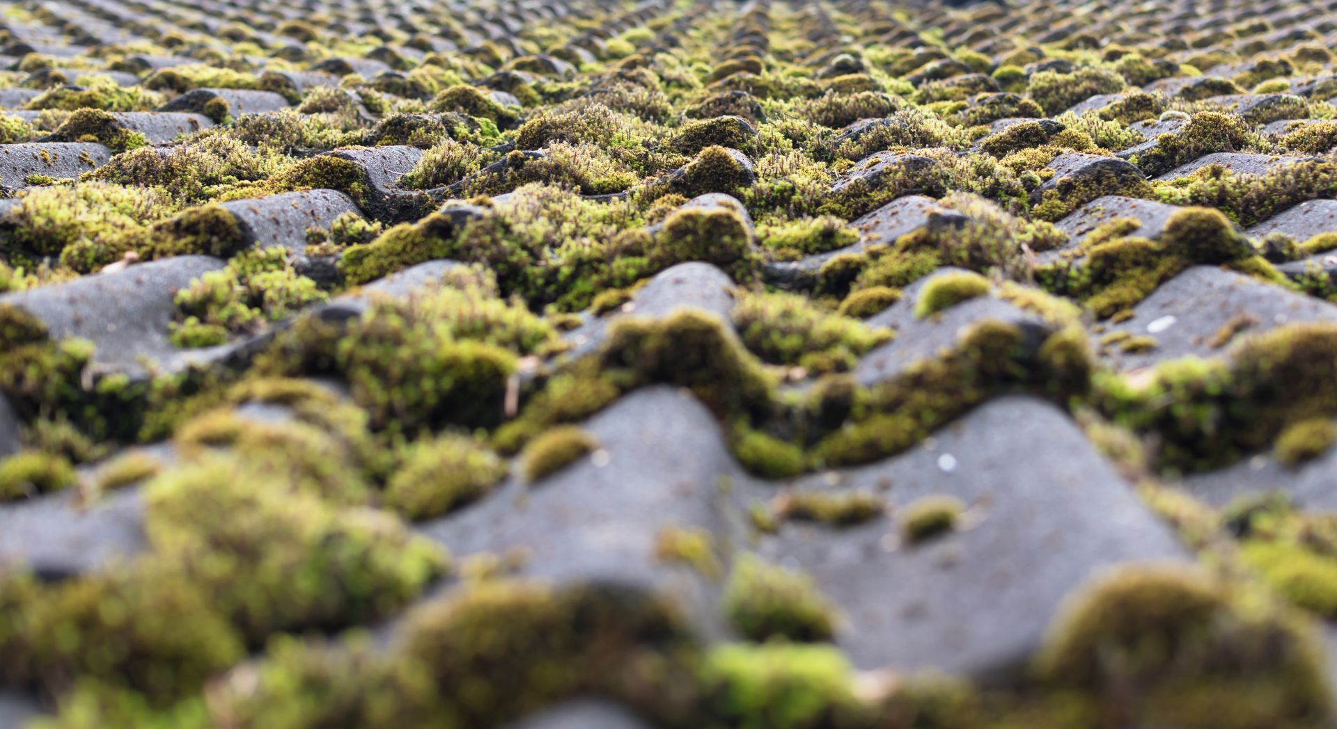 Moss Impacts The Durability Of Roofs In Seattle 