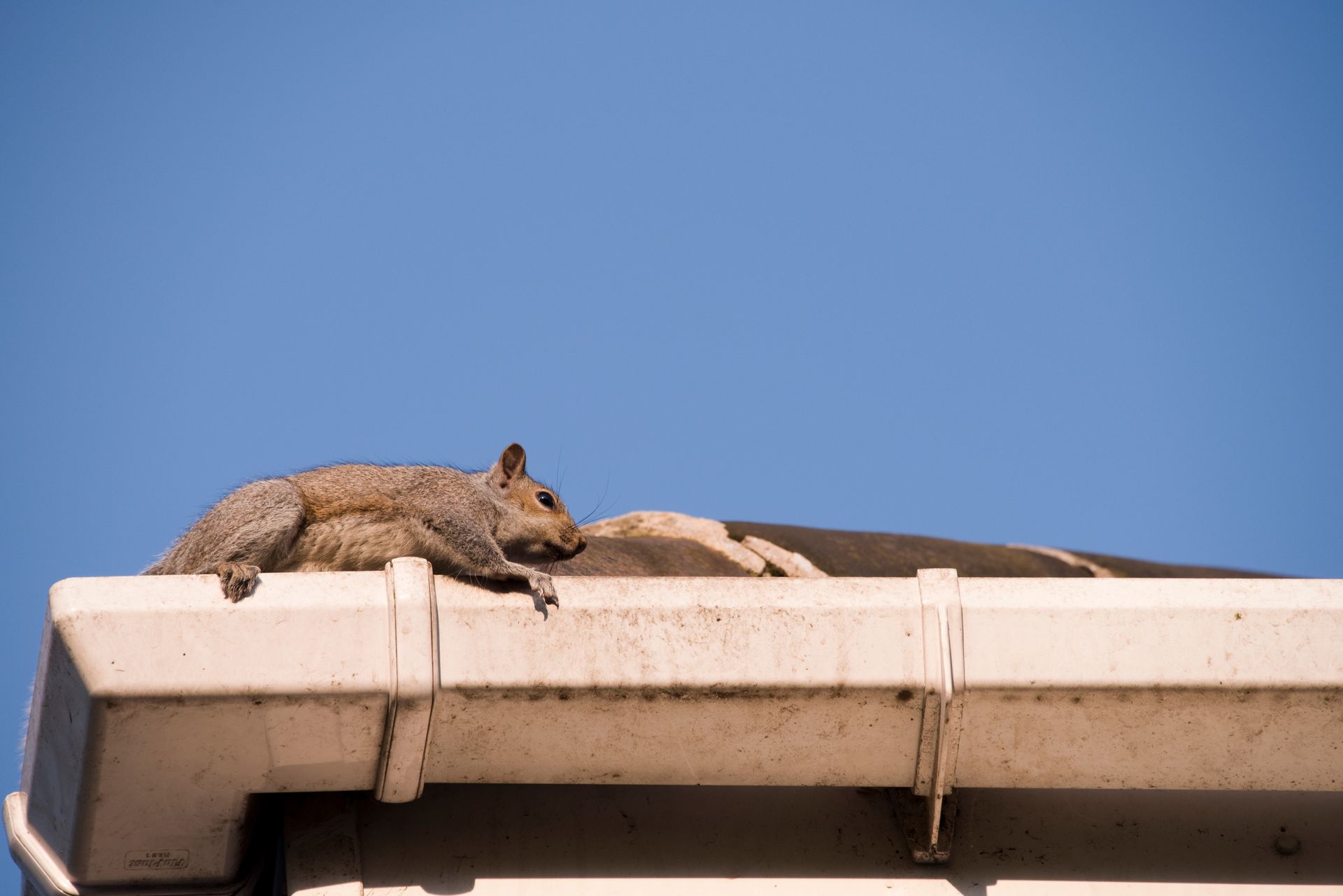 keep rodents from nest in roof 