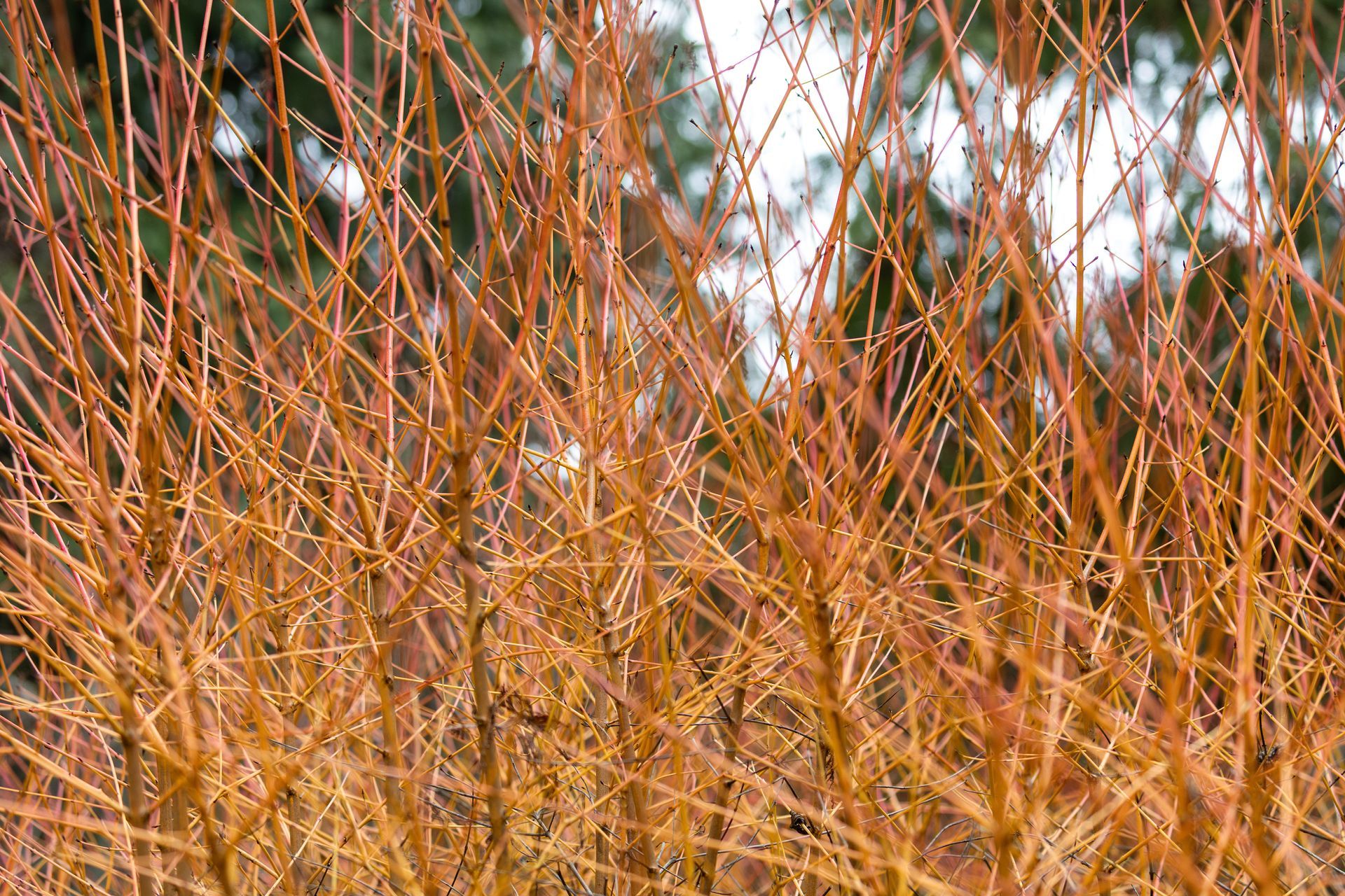 dry season in seattle